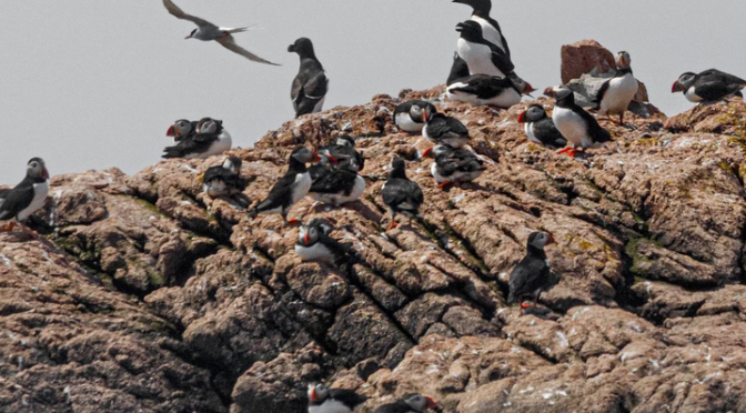 Photographing the Atlantic Puffin in Maine